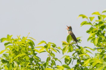 Oriental Reed Warbler 勅使池(豊明市) Thu, 5/4/2023