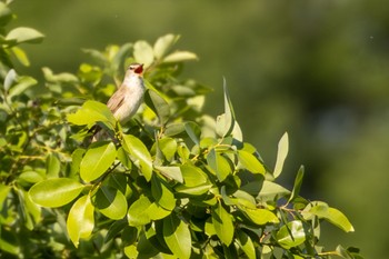 Oriental Reed Warbler 勅使池(豊明市) Thu, 5/4/2023