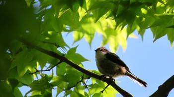 Long-tailed Tit 静岡県函南 Wed, 5/3/2023