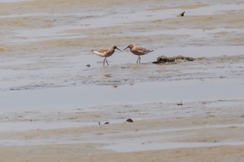 Curlew Sandpiper Fujimae Tidal Flat Thu, 5/4/2023