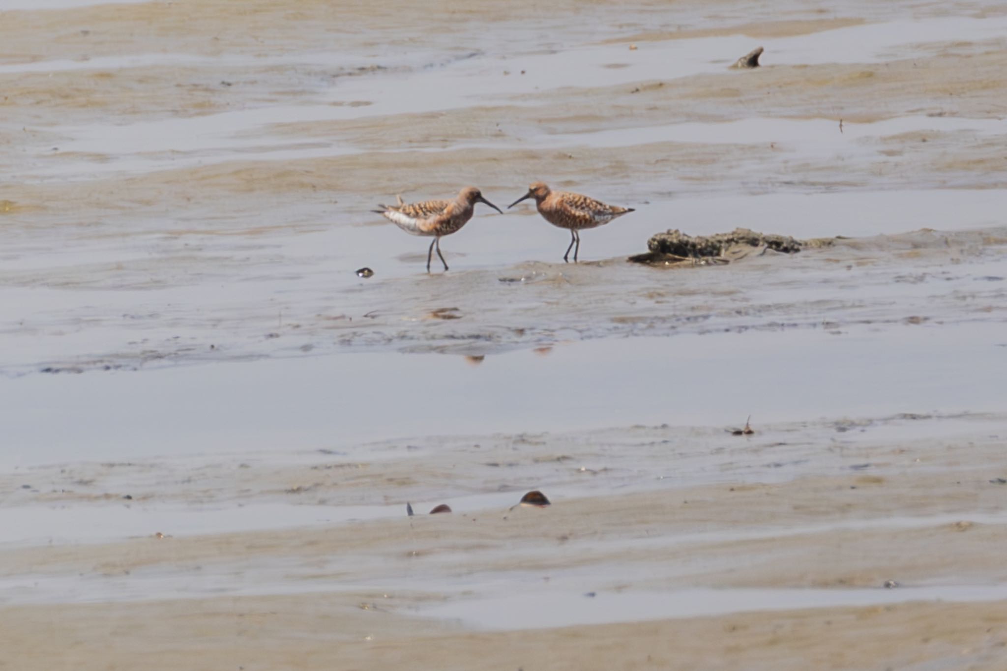 Curlew Sandpiper