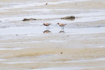 Curlew Sandpiper Fujimae Tidal Flat Thu, 5/4/2023