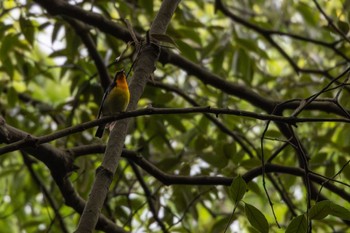 Narcissus Flycatcher 山崎川 Sat, 5/6/2023