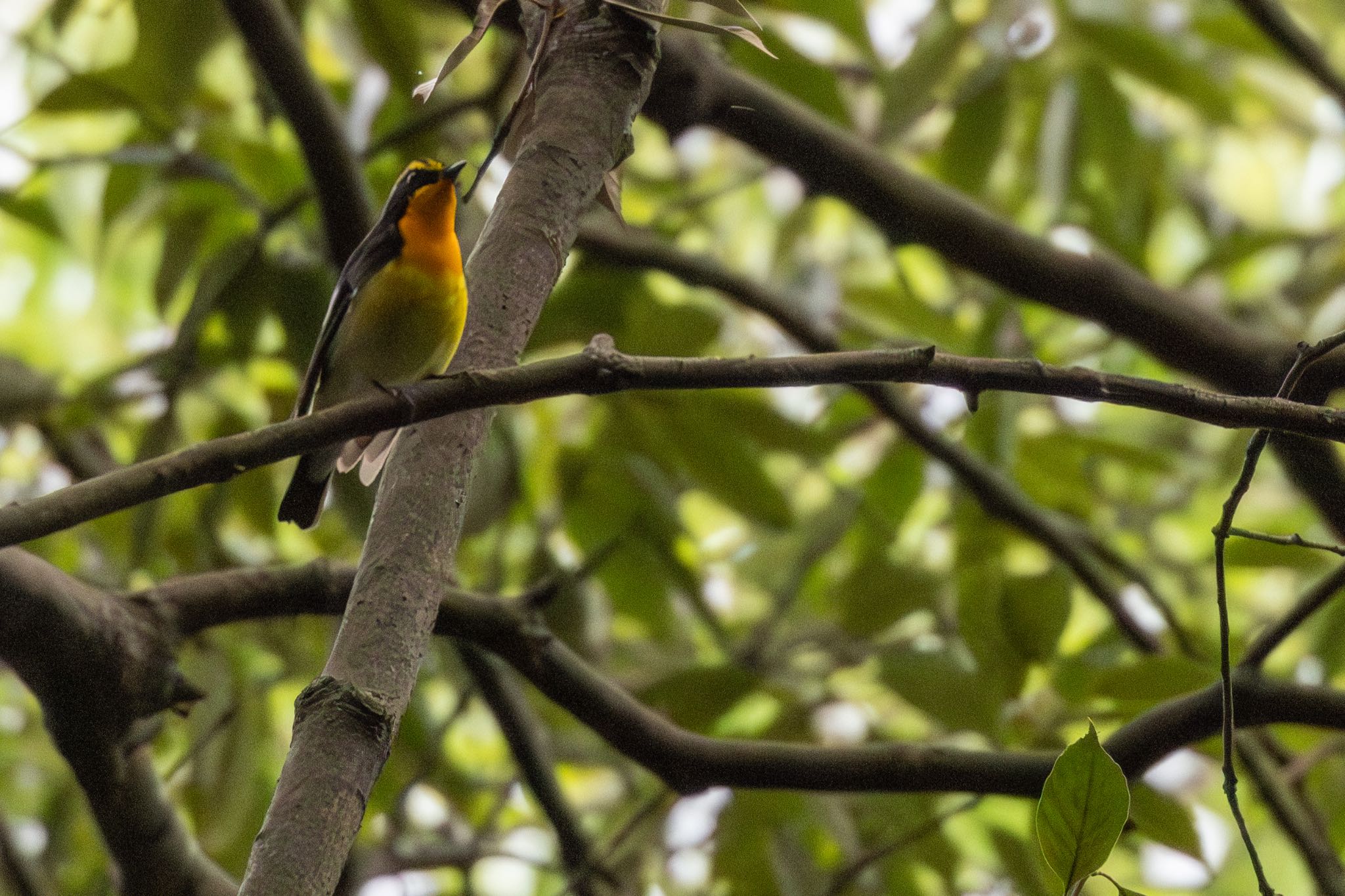 Narcissus Flycatcher