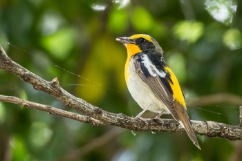 Narcissus Flycatcher 山崎川 Sat, 5/6/2023