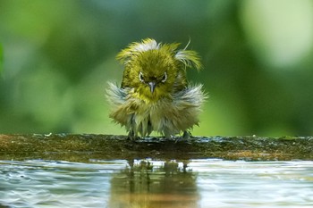 Fri, 5/5/2023 Birding report at 権現山(弘法山公園)