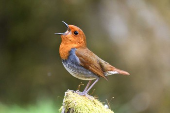 2023年4月29日(土) 栃木県横根高原〜井戸湿原の野鳥観察記録