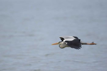 アオサギ 新旭水鳥観察センター 2023年5月3日(水)