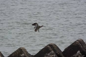 Eurasian Whimbrel 長太の海岸(三重) Fri, 5/5/2023