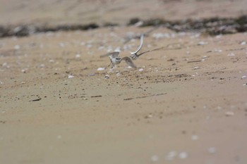 Kentish Plover 千里湿地(三重) Fri, 5/5/2023