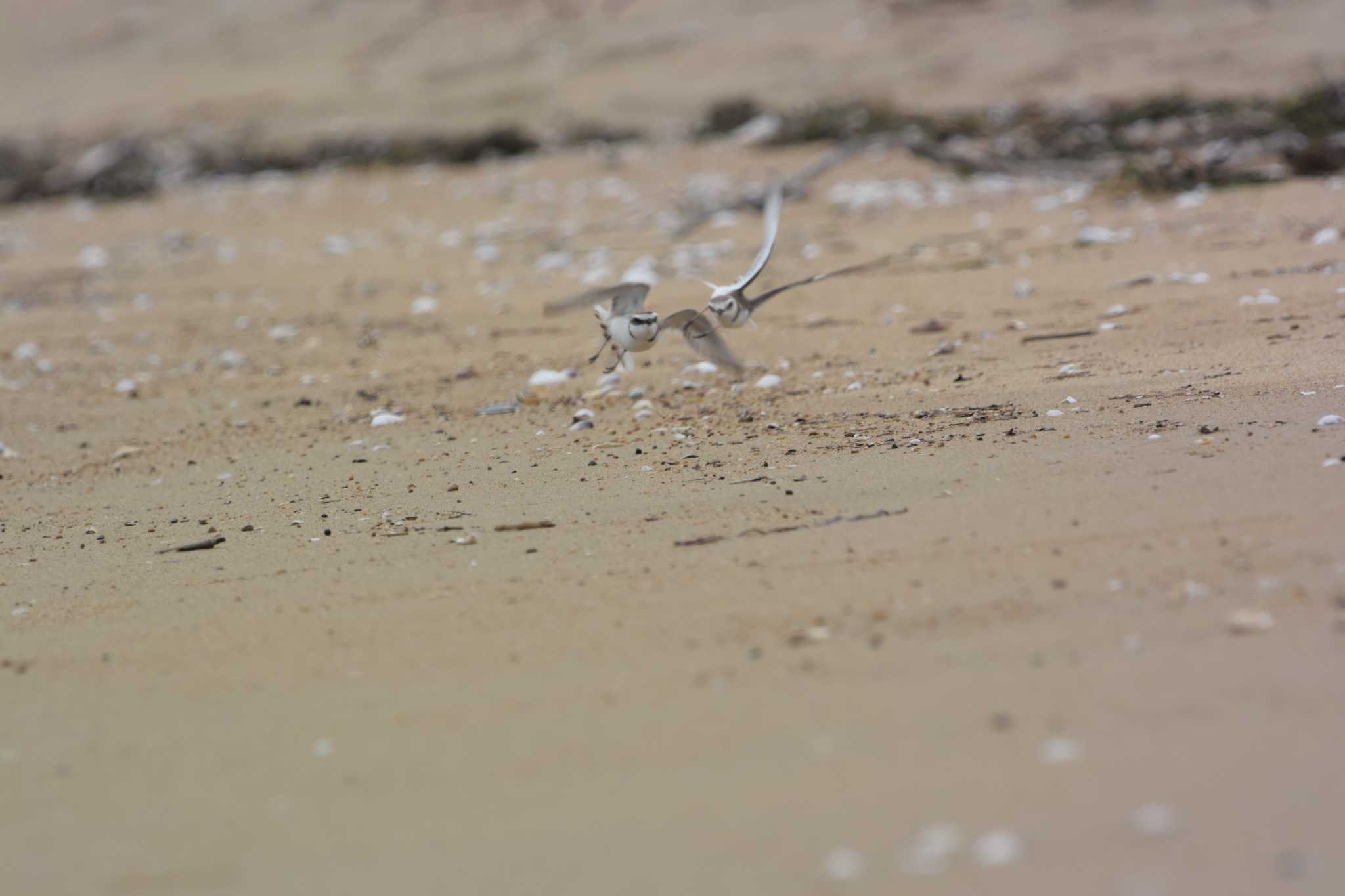 Photo of Kentish Plover at 千里湿地(三重) by sword-fish8240