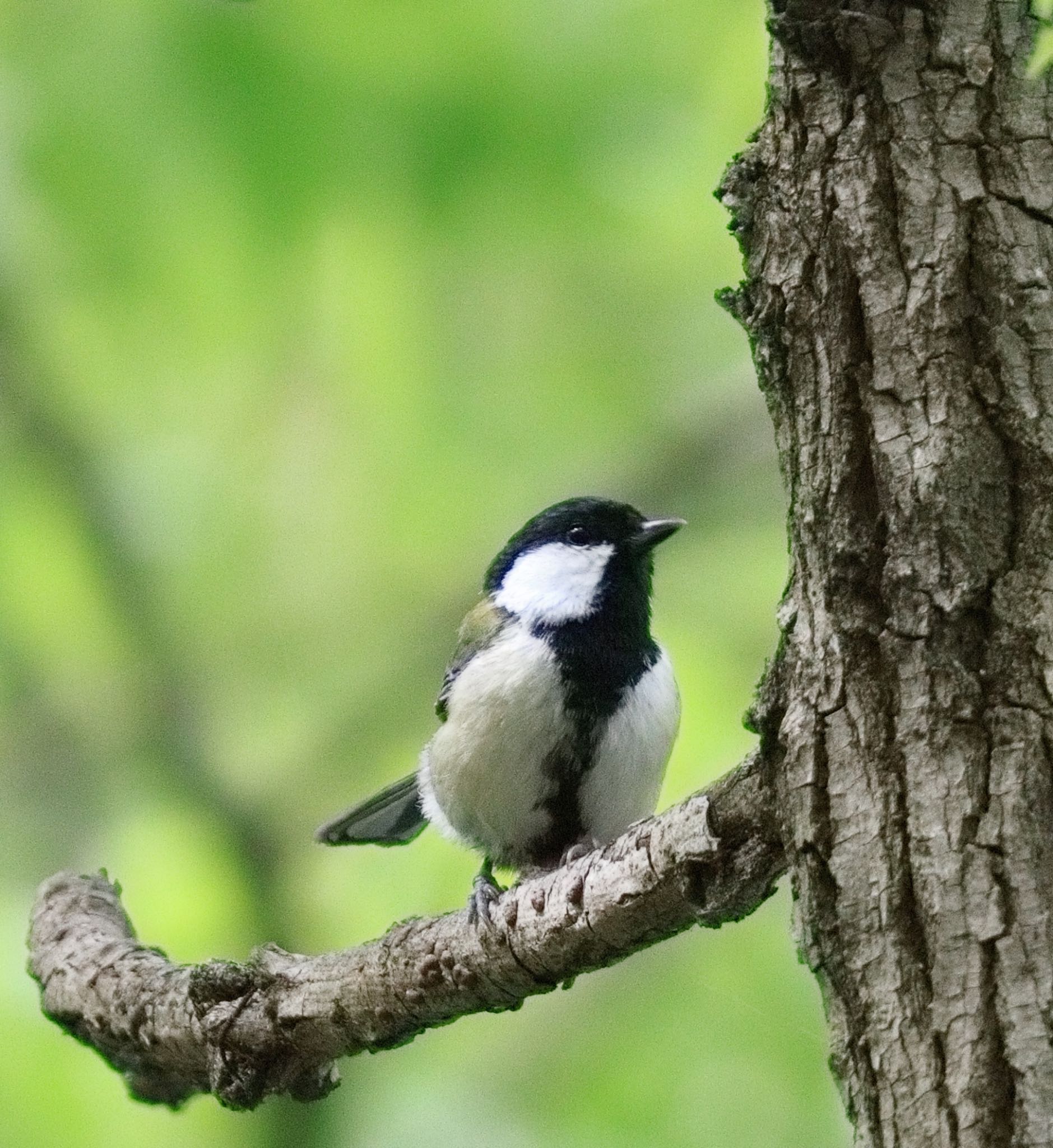 Photo of Japanese Tit at 山田池公園 by Noyama