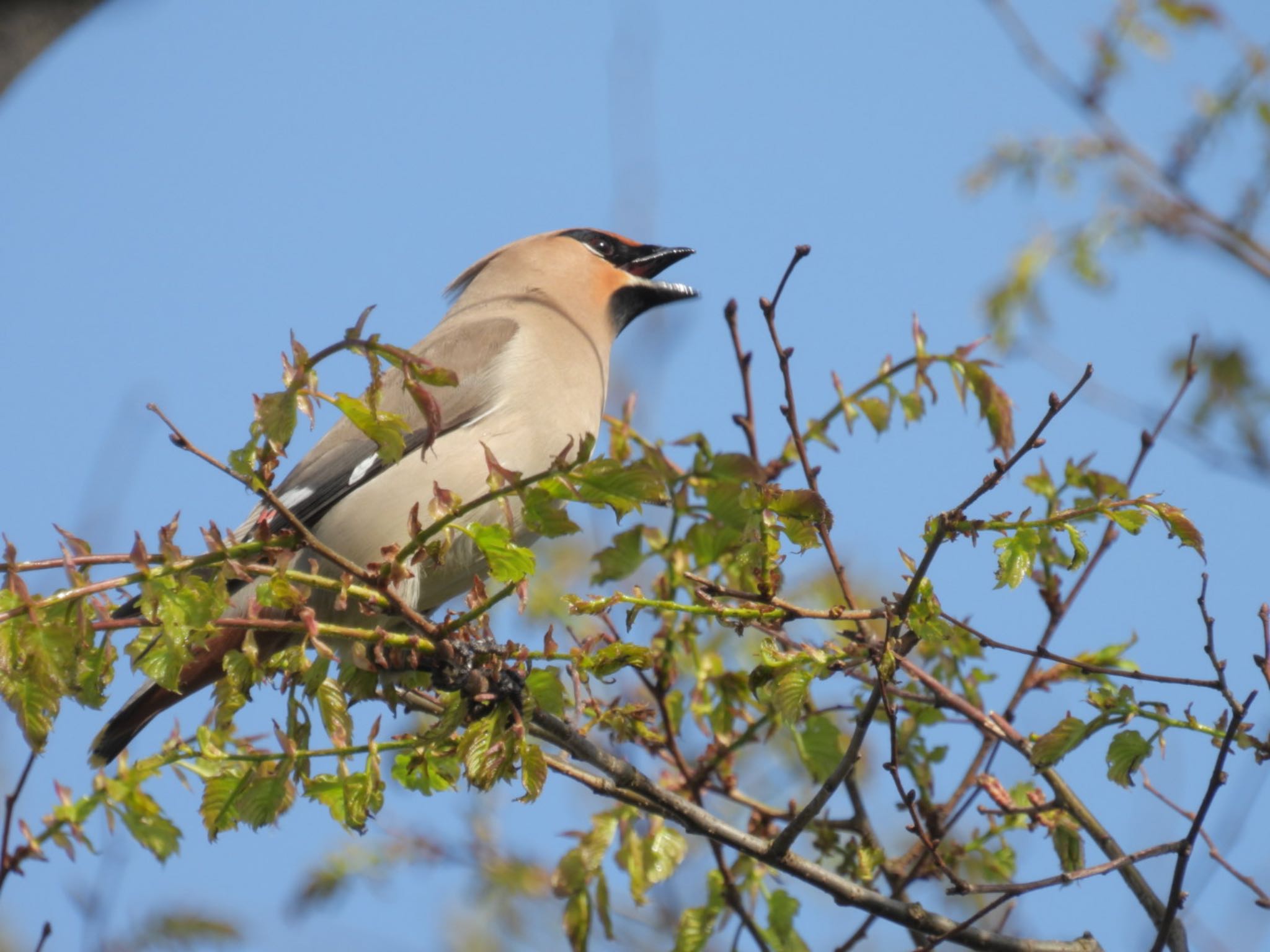 Photo of Bohemian Waxwing at Awashima Island by ぽちゃっこ