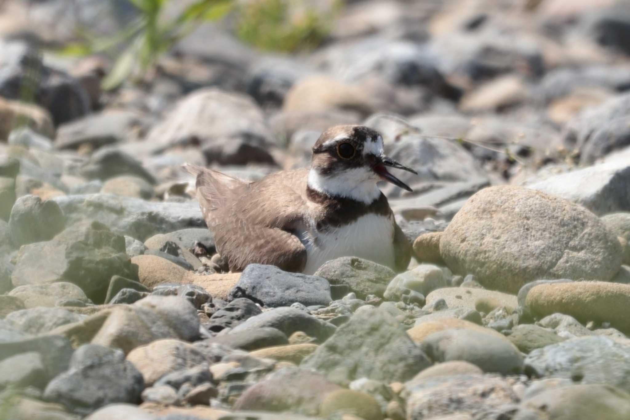 Long-billed Plover