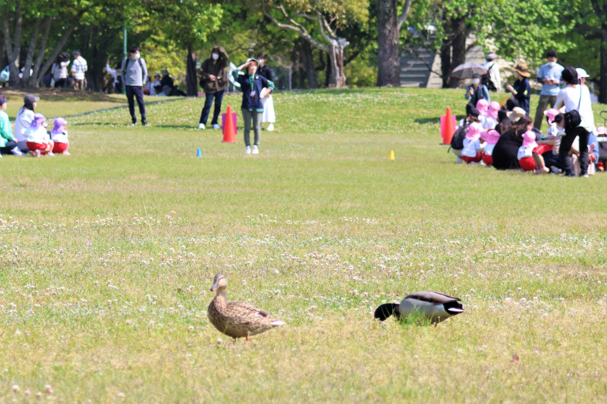 公園で遊ぶカモ