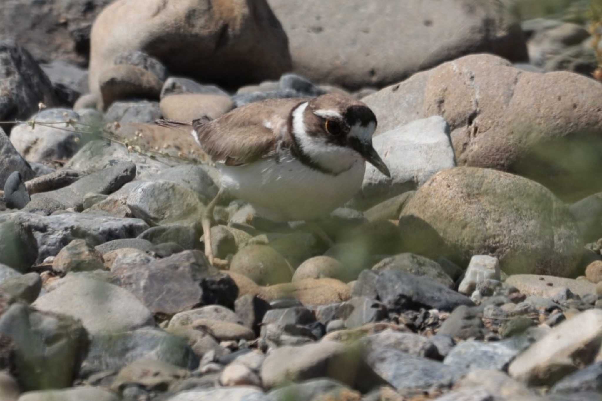 Long-billed Plover