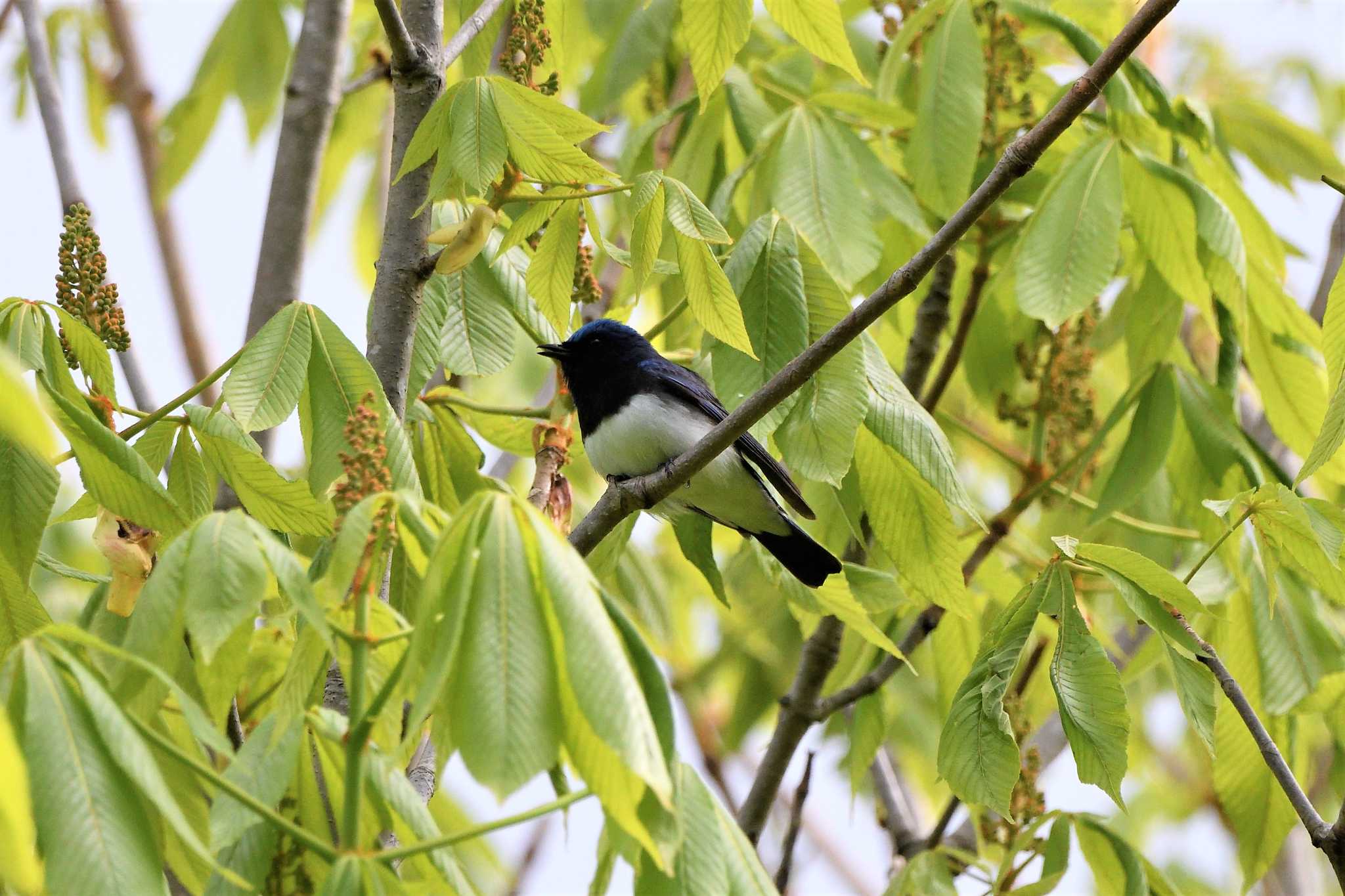 Blue-and-white Flycatcher