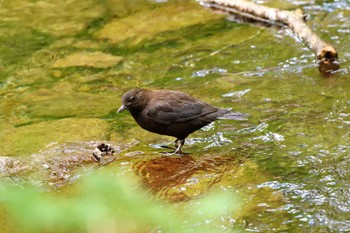 カワガラス 栃木県民の森 2023年5月2日(火)