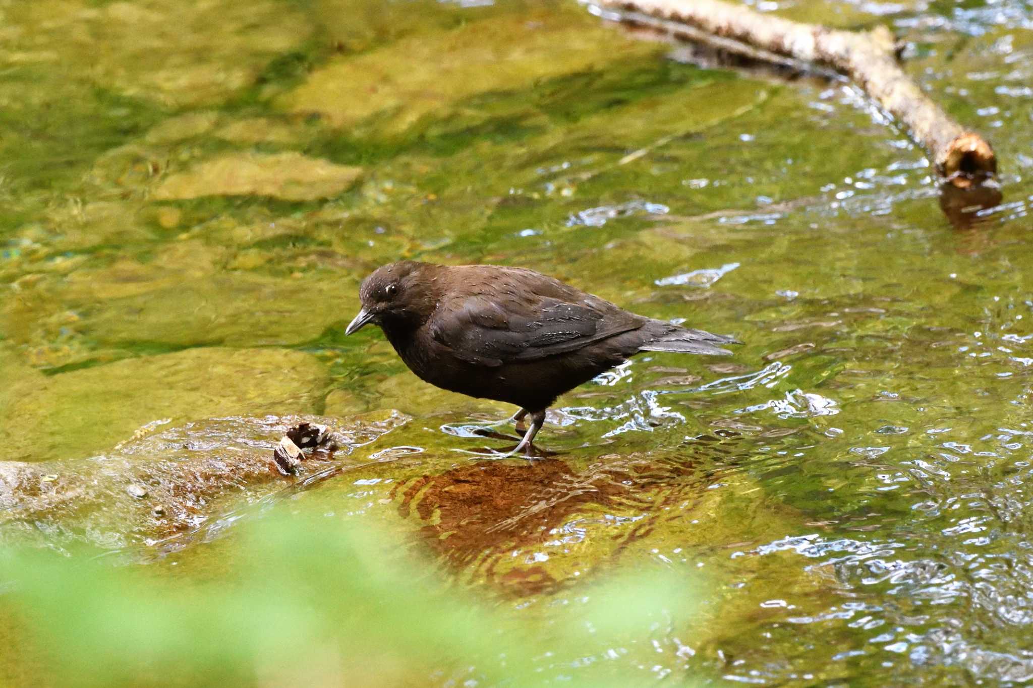 栃木県民の森 カワガラスの写真 by すずめのお宿