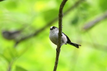 エナガ 栃木県民の森 2023年5月2日(火)