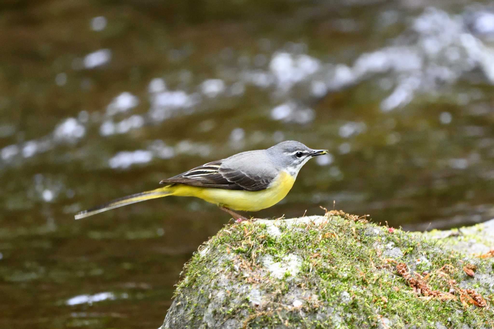 Grey Wagtail