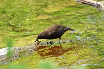 カワガラス 栃木県民の森 2023年5月2日(火)