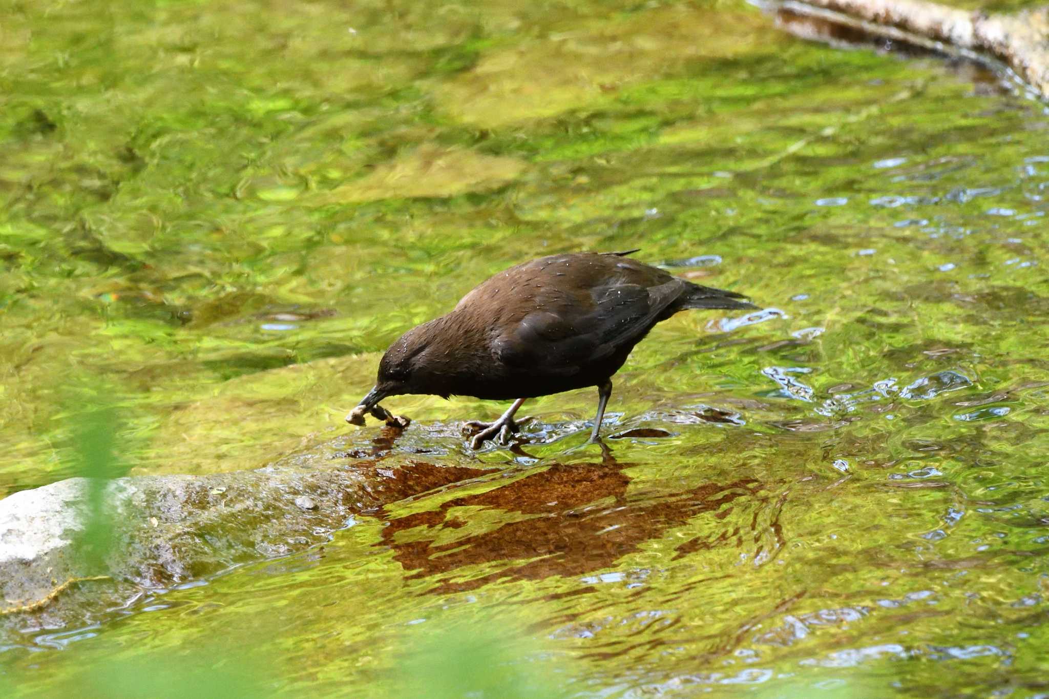 Photo of Brown Dipper at 栃木県民の森 by すずめのお宿
