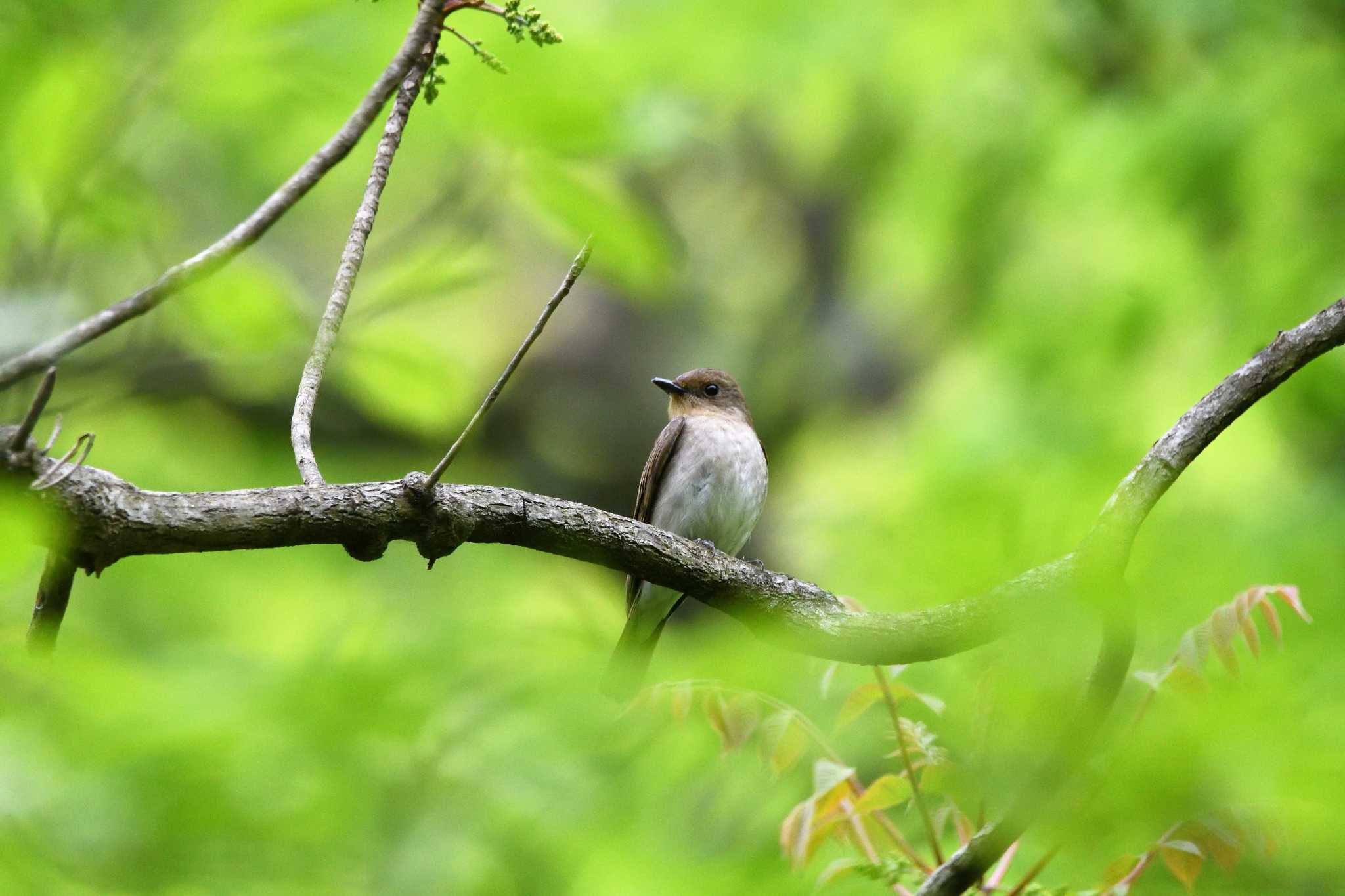 Blue-and-white Flycatcher