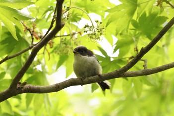 エナガ 栃木県民の森 2023年5月2日(火)