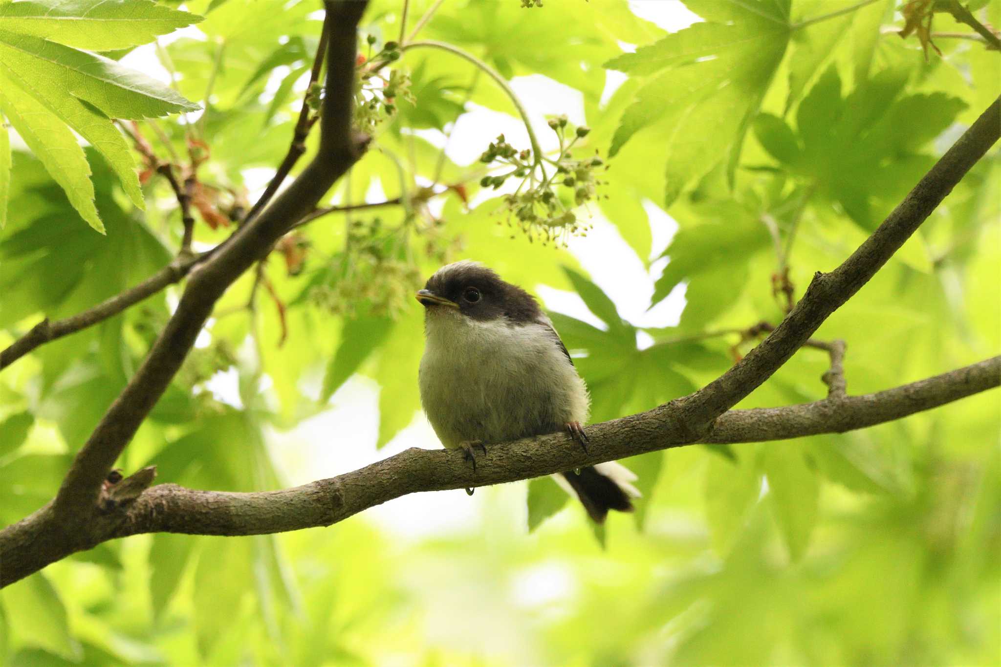 栃木県民の森 エナガの写真 by すずめのお宿