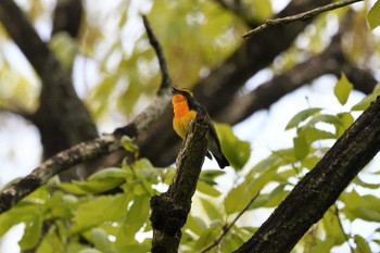 キビタキ 栃木県民の森 2023年5月2日(火)