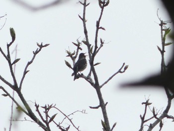 クロツグミ 支笏湖野鳥の森 2023年5月7日(日)