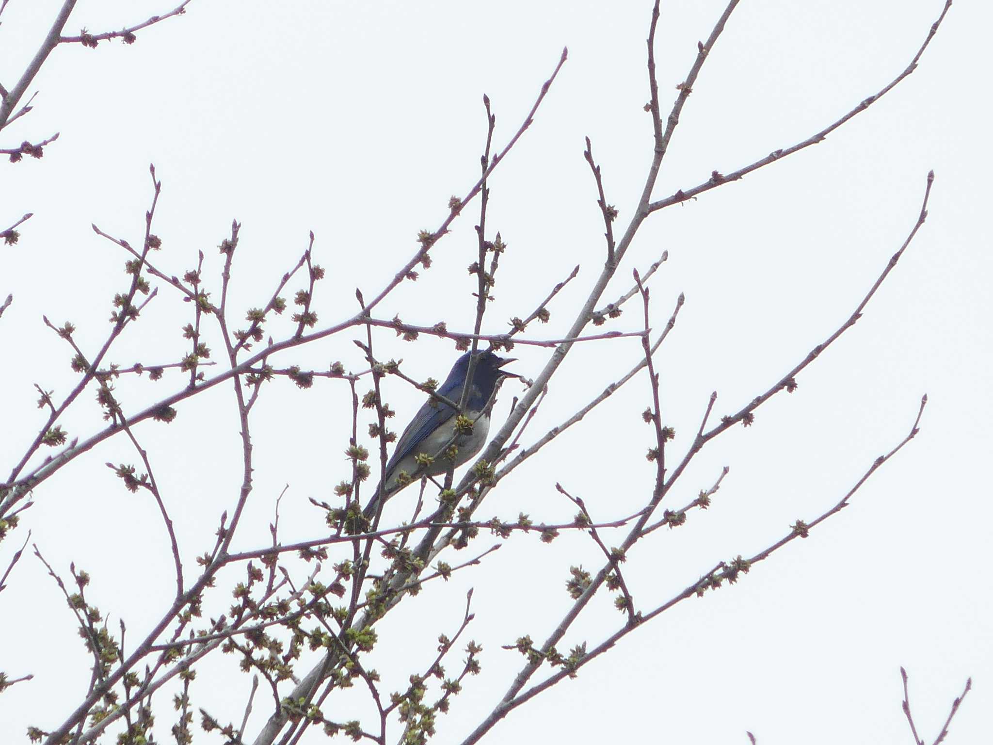 Blue-and-white Flycatcher