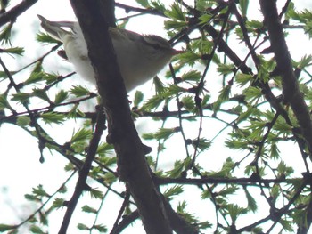 Eastern Crowned Warbler Tomakomai Experimental Forest Sat, 5/6/2023