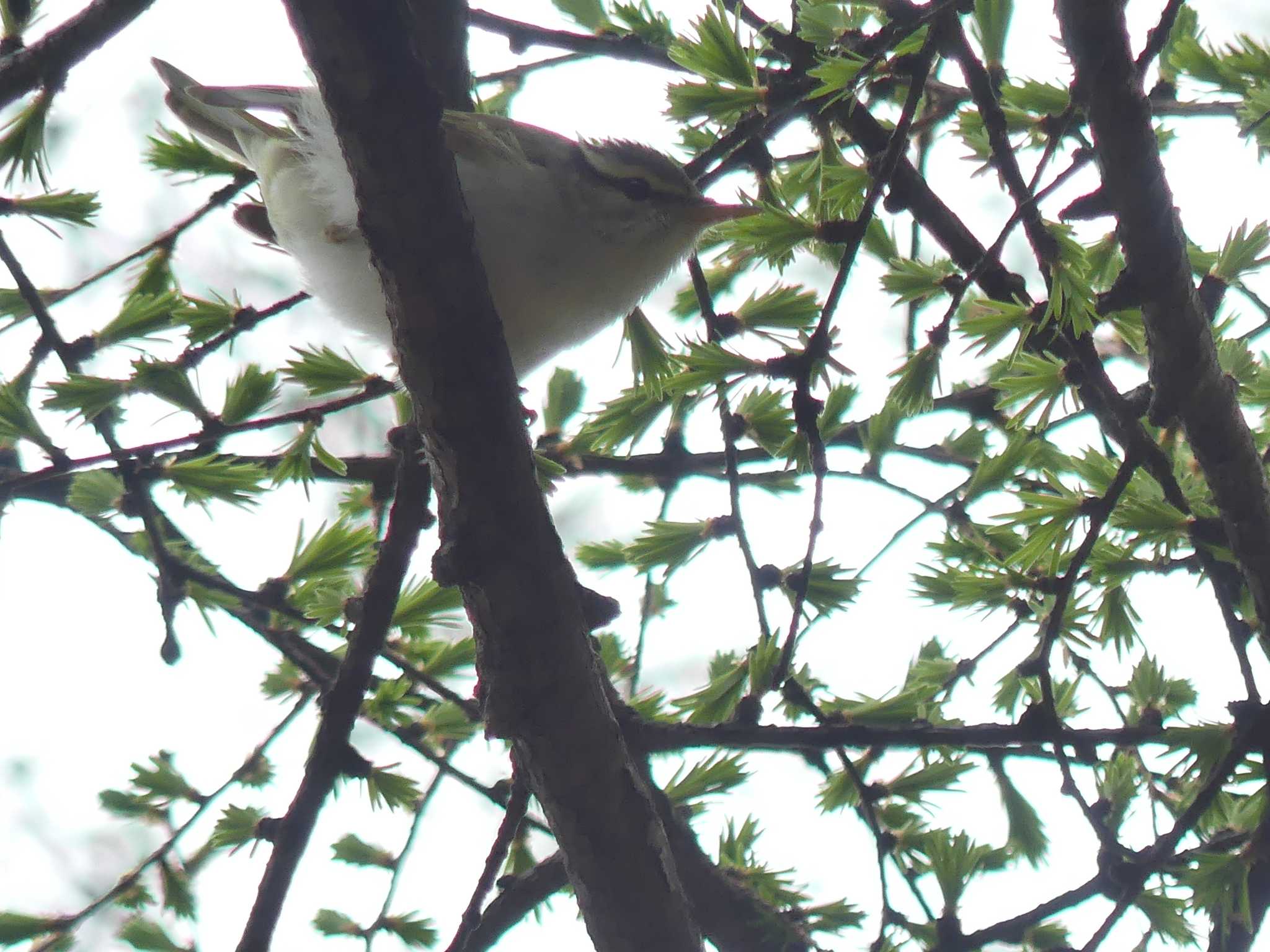 Eastern Crowned Warbler