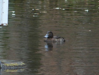 Tufted Duck Tomakomai Experimental Forest Sat, 5/6/2023