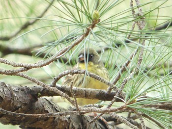 Masked Bunting Tomakomai Experimental Forest Sat, 5/6/2023