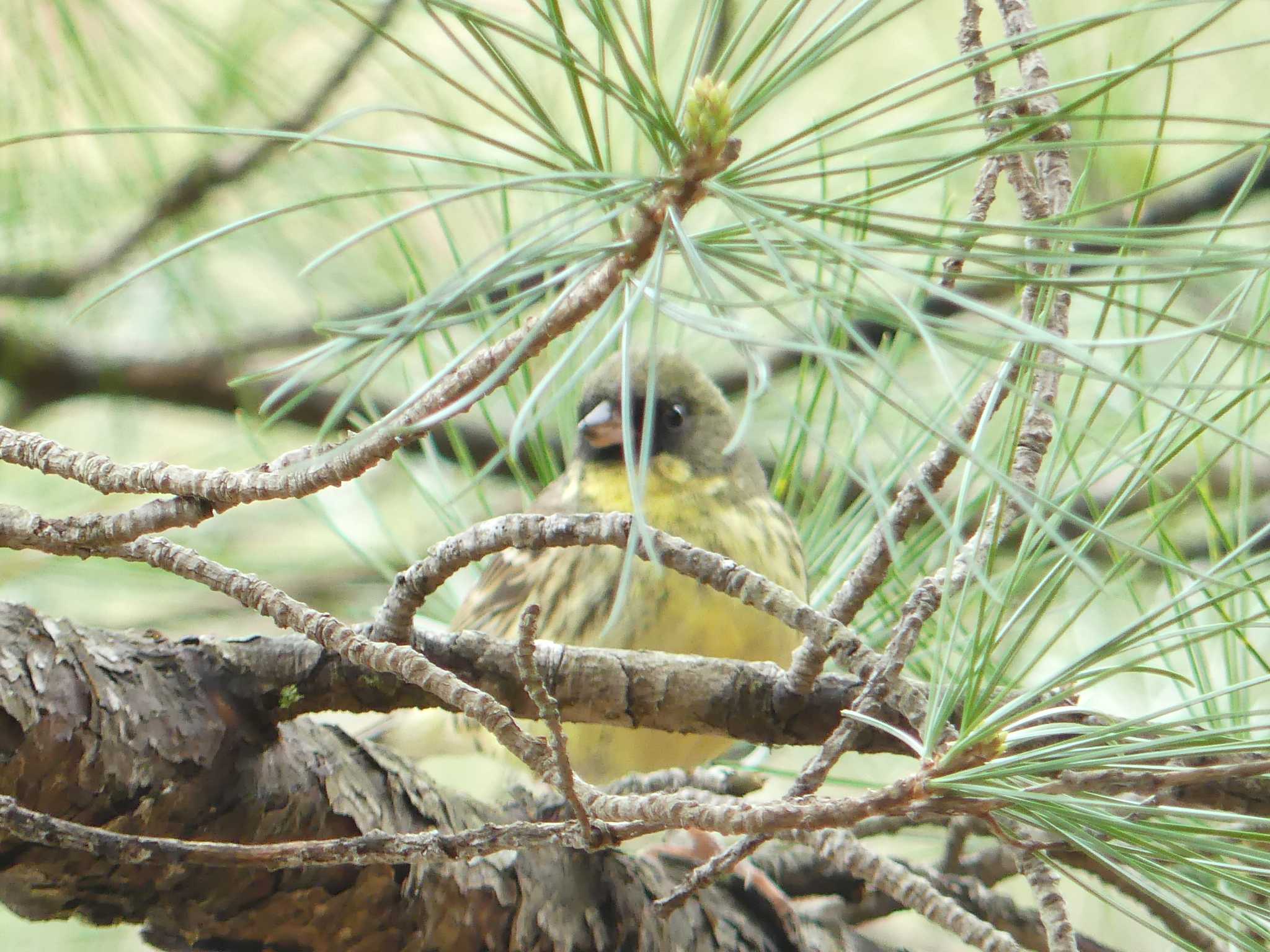 Masked Bunting