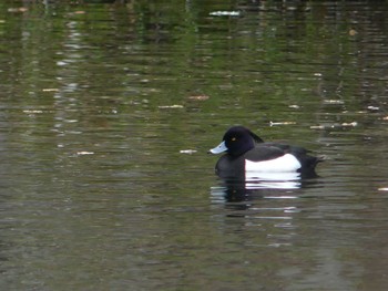 Tufted Duck Tomakomai Experimental Forest Sat, 5/6/2023