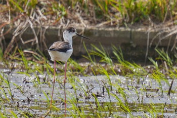 Sat, 5/6/2023 Birding report at Teganuma