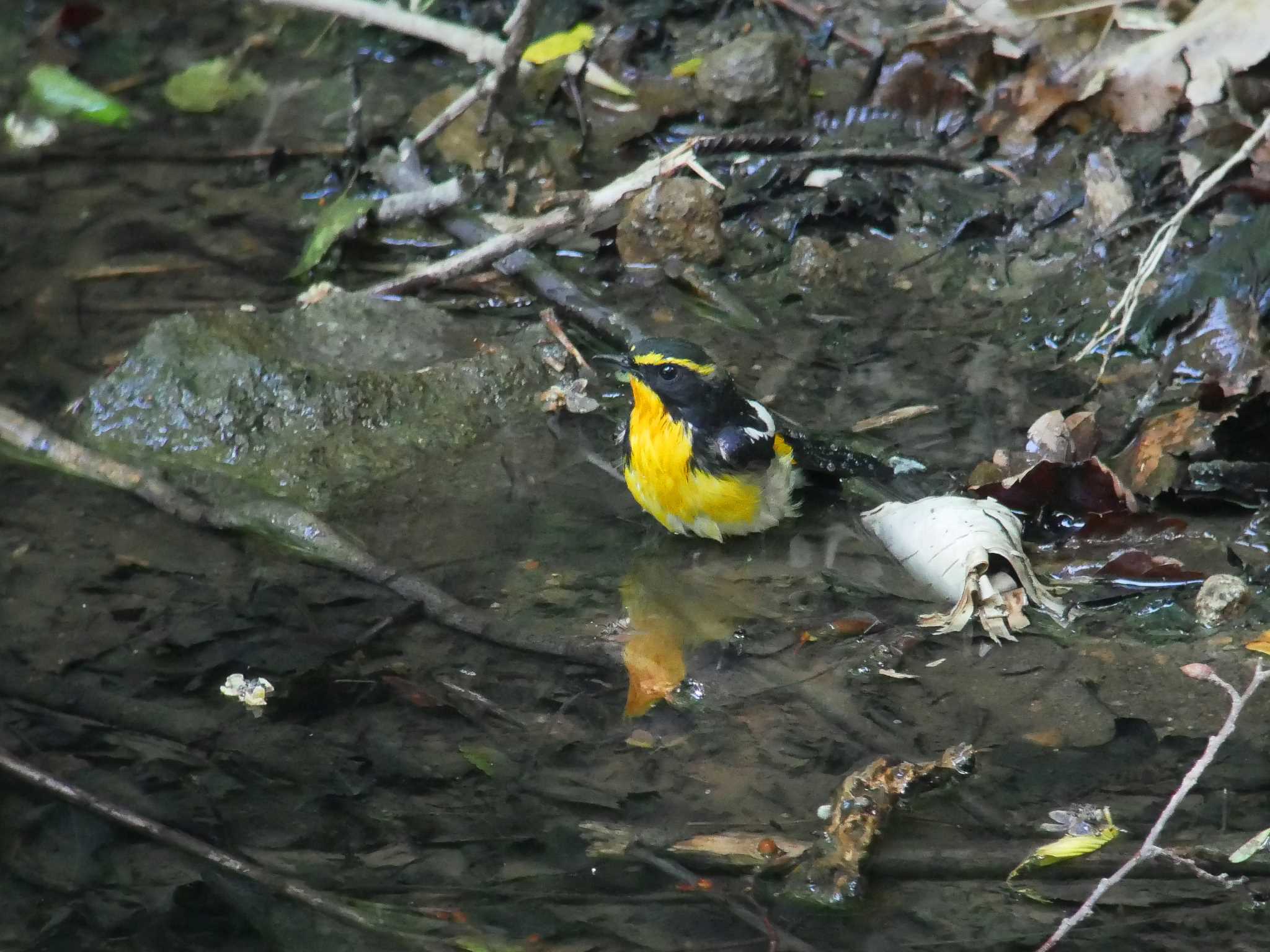 Photo of Narcissus Flycatcher at 伊香保森林公園 by のりさん