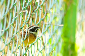 2023年5月6日(土) 加木屋緑地の野鳥観察記録