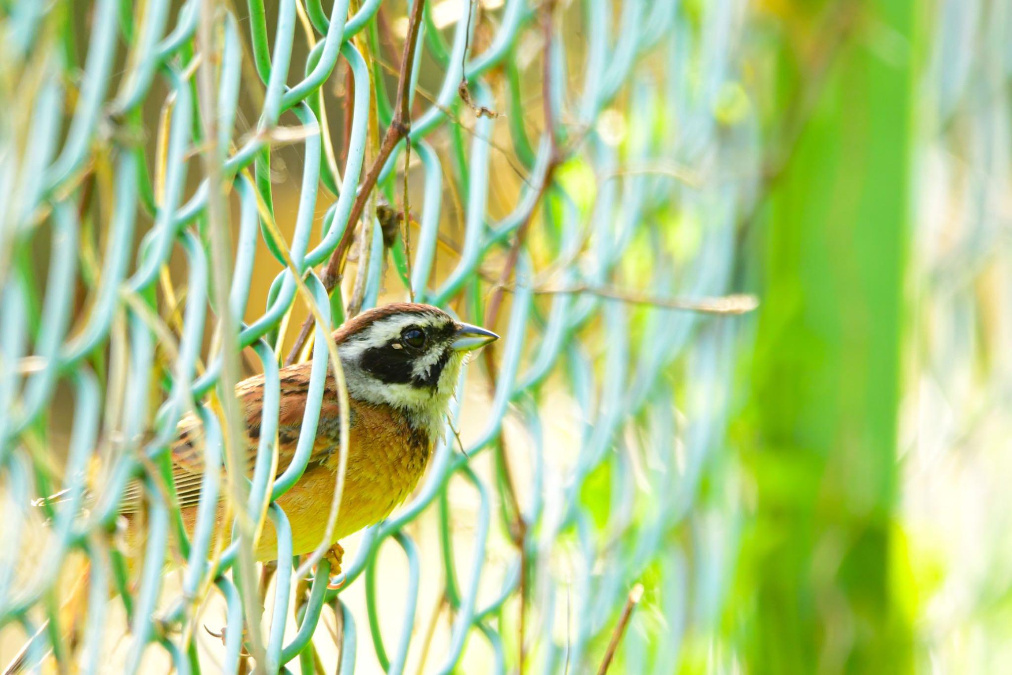 Meadow Bunting