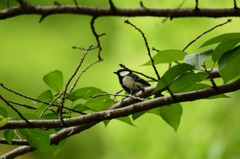 Japanese Tit 岐阜公園 Sat, 5/6/2023