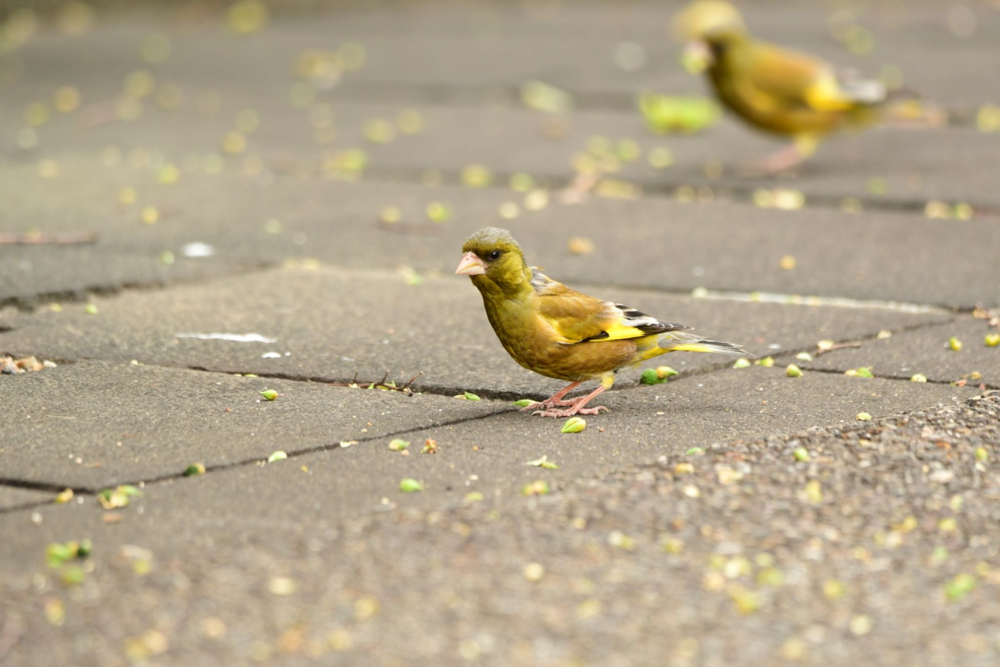 Photo of Grey-capped Greenfinch at 岐阜公園 by こんぺい