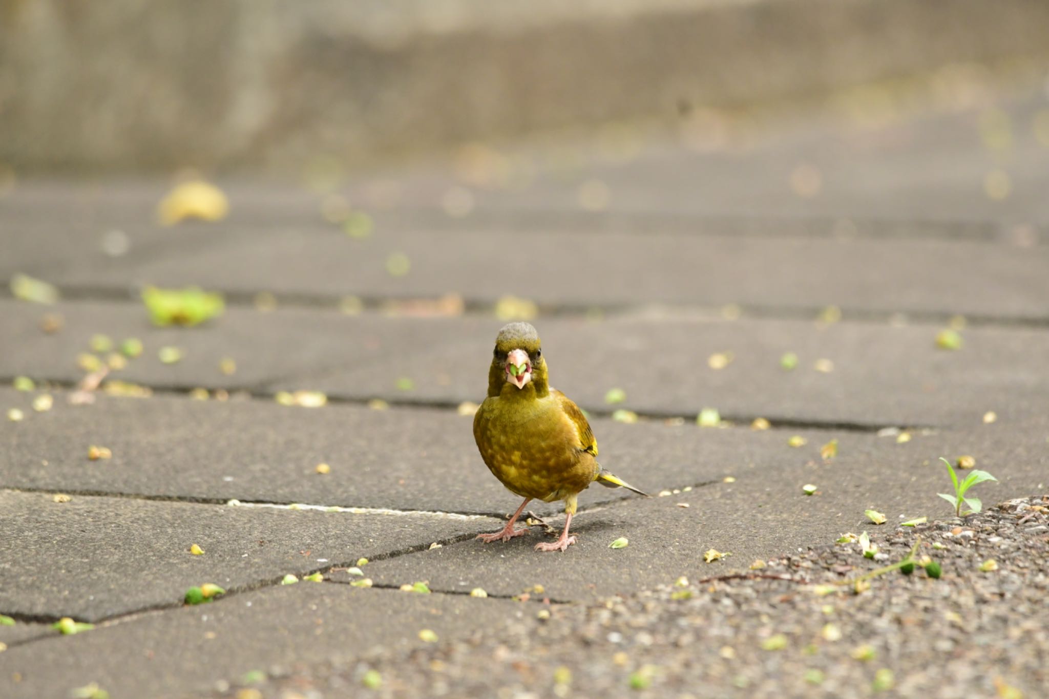 Photo of Grey-capped Greenfinch at 岐阜公園 by こんぺい