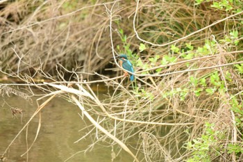 カワセミ 岐阜 2023年5月6日(土)