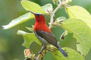 Crimson Sunbird タイ Thu, 6/14/2018