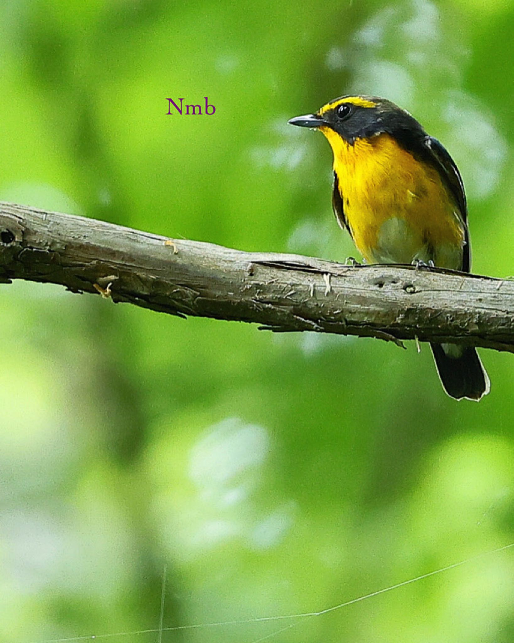Photo of Narcissus Flycatcher at  by soul.number.358