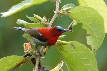 Crimson Sunbird タイ Thu, 6/14/2018